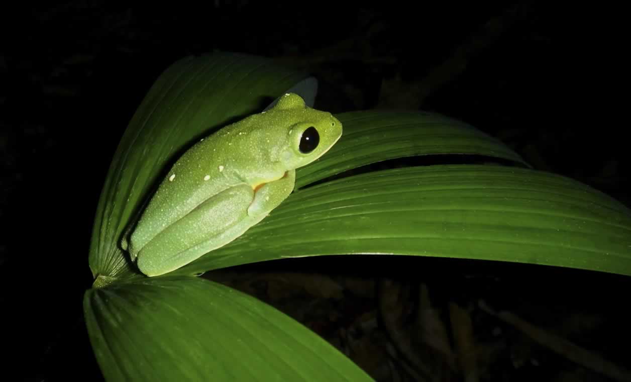 Critically endangered Morelet’s tree frog. The Doris Wilderness, Belize